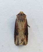 Flame (Axylia putris)