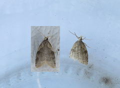 Common Tortrix (Capua vulgana)