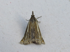 Hook-streaked Grass-Veneer (Crambus lathoniellus)
