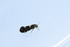 Bringebærknoppmøll (Lampronia corticella)