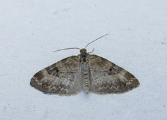 Small Seraphim (Pterapherapteryx sexalata)