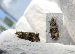 Common Marble (Celypha lacunana)