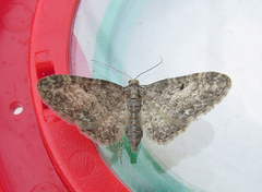 Grumset dvergmåler (Eupithecia subfuscata)