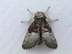 Nut-tree Tussock (Colocasia coryli)