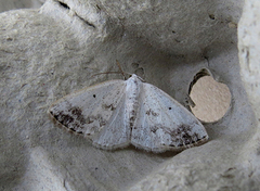 Clouded Silver (Lomographa temerata)