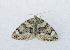 Autumn Green Carpet (Chloroclysta miata)