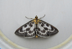 Small Magpie (Anania hortulata)