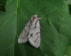 Grey Dagger (Acronicta psi)