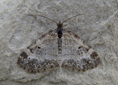 Small Seraphim (Pterapherapteryx sexalata)