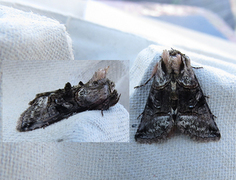 The Spectacle (Abrostola tripartita)
