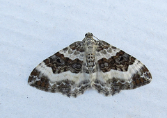 Sharp-angled Carpet (Euphyia unangulata)