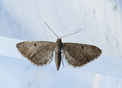 Brun dvergmåler (Eupithecia absinthiata)