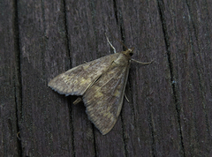 Maispyralide (Ostrinia nubilalis)