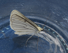 Black-veined Moth (Siona lineata)