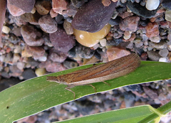 Sandhill Knot-horn (Anerastia lotella)