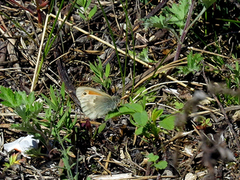 Engringvinge (Coenonympha pamphilus)