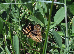 Brunt slåttefly (Euclidia glyphica)