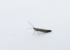 Coleophora