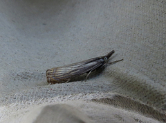 Hook-streaked Grass-Veneer (Crambus lathoniellus)