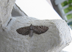 Einerdvergmåler (Eupithecia intricata)