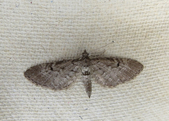 Einerdvergmåler (Eupithecia intricata)