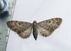 Grumset dvergmåler (Eupithecia subfuscata)