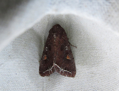 Bright-line Brown-eye (Lacanobia oleracea)
