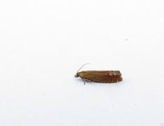 Red Piercer (Lathronympha strigana)