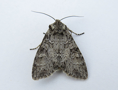 Grey Arches (Polia nebulosa)
