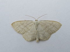Cream Wave (Scopula floslactata)