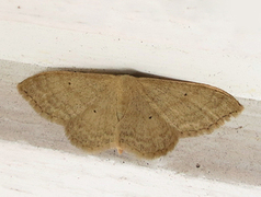 Bueengmåler (Idaea straminata)