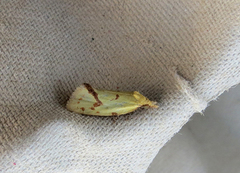 Vinkelpraktvikler (Agapeta hamana)