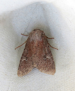 Teglrødt engfly (Apamea lateritia)