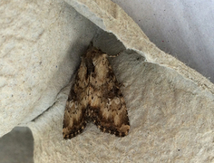 Praktengfly (Apamea scolopacina)