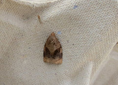 Rose Tortrix (Archips rosana)