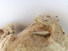 Pearl Veneer (Agriphila straminella)