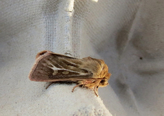Antler Moth (Cerapteryx graminis)