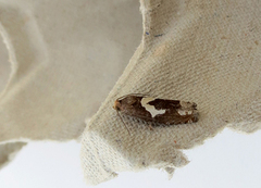 Burotstengelvikler (Epiblema foenella)