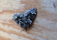 The Phoenix (Eulithis prunata)
