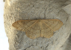 Bueengmåler (Idaea straminata)