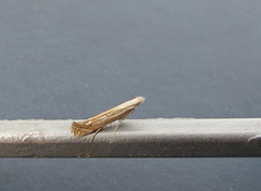 Isophrictis striatella