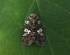 Kystnellikfly (Hadena albimacula)