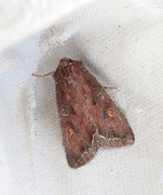 Bright-line Brown-eye (Lacanobia oleracea)