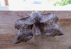 Poplar Hawk-moth (Laothoe populi)