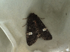 Svart hagefly (Melanchra persicariae)