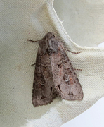 Pale Shining Brown (Polia bombycina)