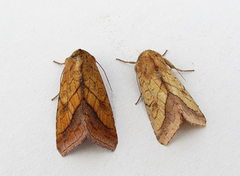 Gullfagerfly (Pyrrhia umbra)