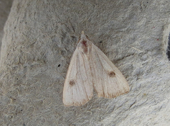 Gult nebbfly (Rivula sericealis)