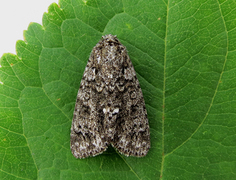 Knot Grass (Acronicta rumicis)