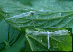 White Plume (Pterophorus pentadactyla)